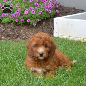 Holly – Mini, Irish Doodle Puppy