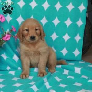 Holly, Golden Retriever Puppy