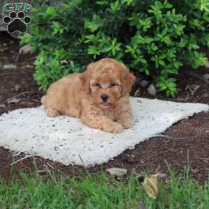 Holly, Havapoo Puppy