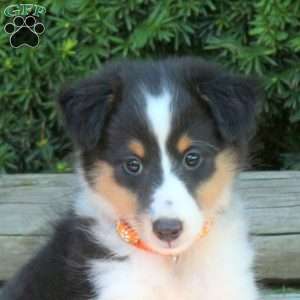 Holly, Sheltie Puppy