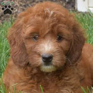 Holly – Mini, Irish Doodle Puppy