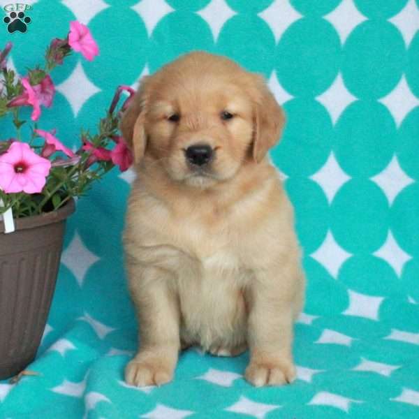 Honey, Golden Retriever Puppy