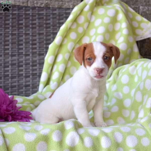 Honey, Jack Russell Terrier Puppy