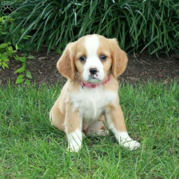 Honey, Miniature Bernese Mountain Dog Puppy