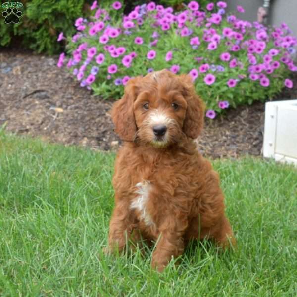 Honey – Mini, Irish Doodle Puppy