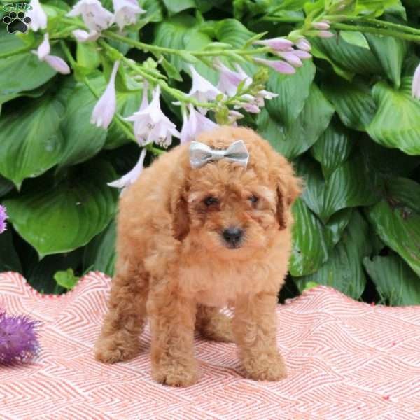 Honey, Toy Poodle Puppy