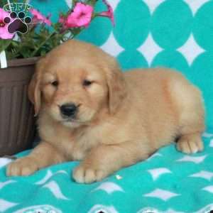 Honey, Golden Retriever Puppy