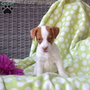 Honey, Jack Russell Terrier Puppy