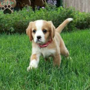 Honey, Miniature Bernese Mountain Dog Puppy