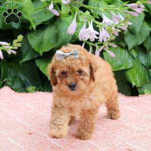 Honey, Toy Poodle Puppy