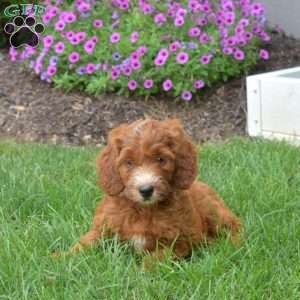 Honey – Mini, Irish Doodle Puppy