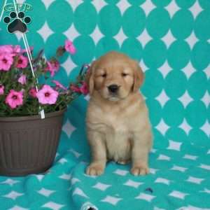 Honey, Golden Retriever Puppy