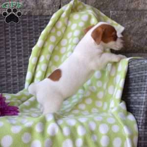 Honey, Jack Russell Terrier Puppy