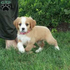 Honey, Miniature Bernese Mountain Dog Puppy