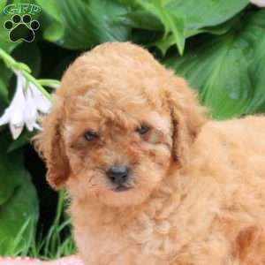 Honey, Toy Poodle Puppy