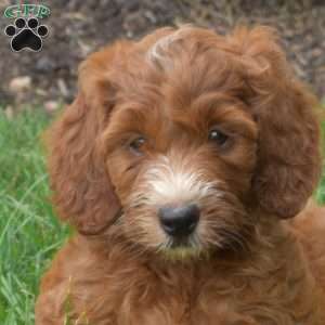 Honey – Mini, Irish Doodle Puppy