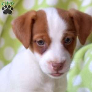 Honey, Jack Russell Terrier Puppy