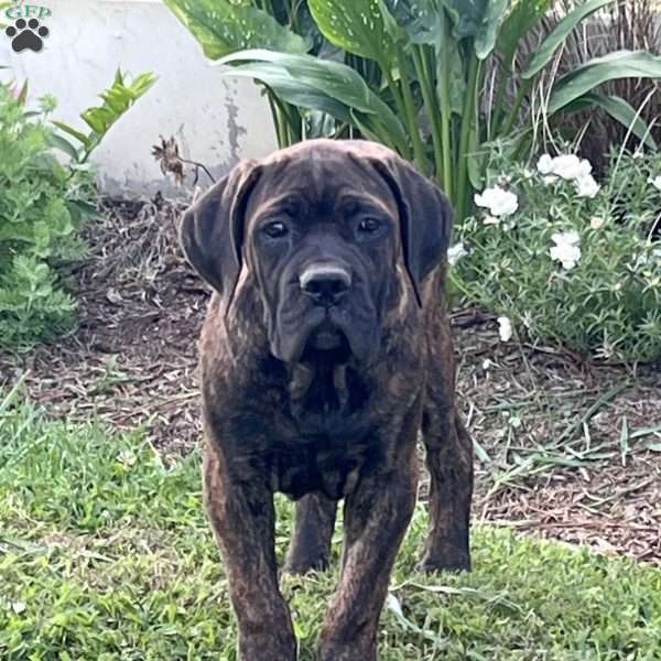 Honey, Cane Corso Puppy