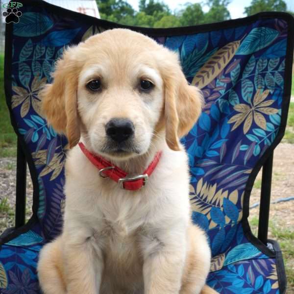 Hannah, Goldendoodle Puppy