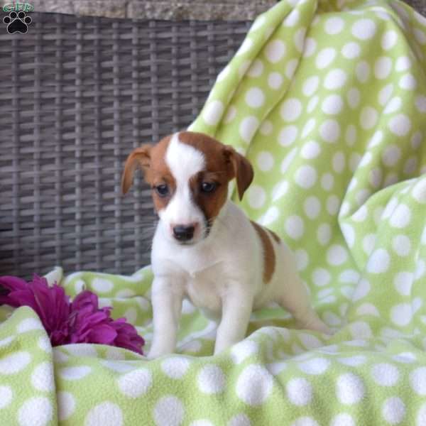 Hope, Jack Russell Terrier Puppy