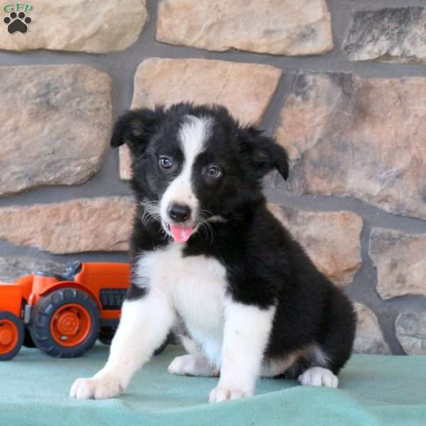 Hope, Border Collie Puppy