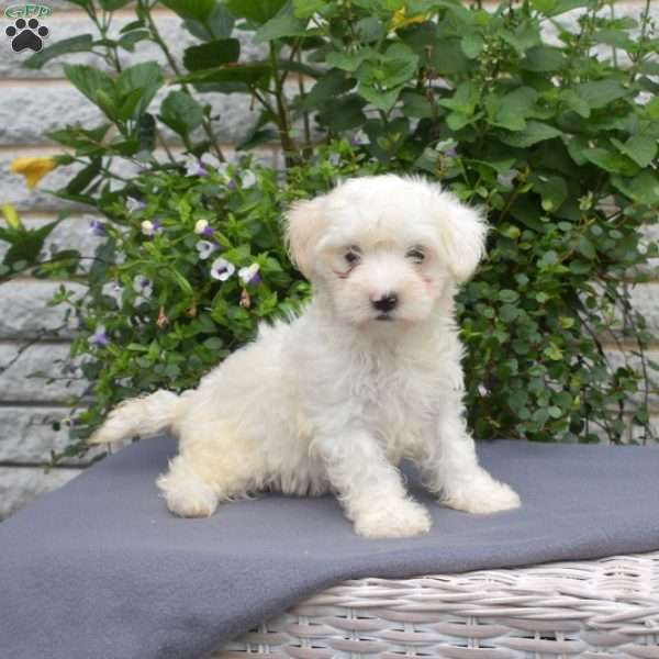 Hope, Maltipoo Puppy