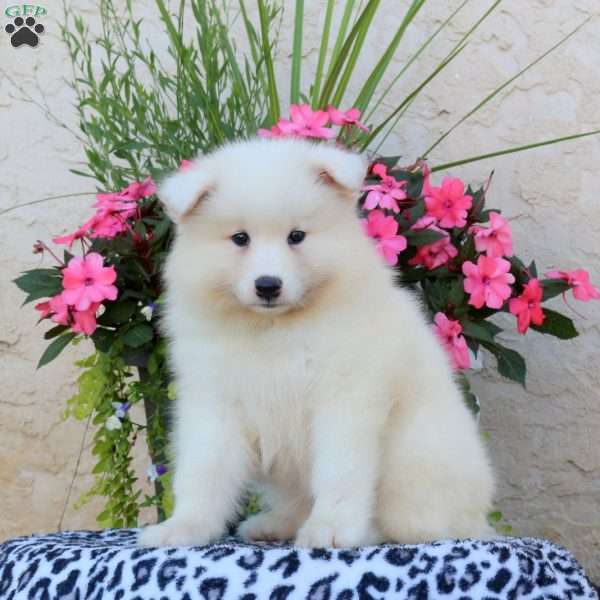 Hope, Samoyed Puppy