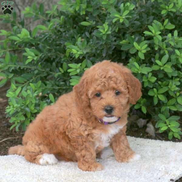 Hope, Havapoo Puppy
