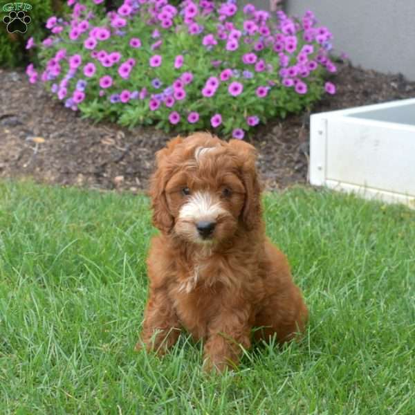 Hope – Mini, Irish Doodle Puppy