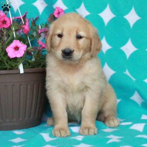 Hope, Golden Retriever Puppy