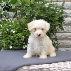 Hope, Maltipoo Puppy