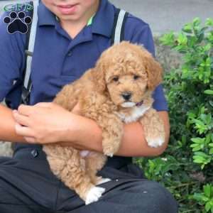 Hope, Havapoo Puppy
