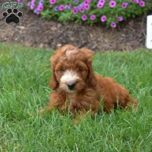 Hope – Mini, Irish Doodle Puppy