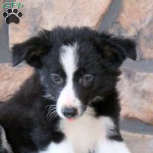 Hope, Border Collie Puppy
