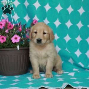 Hope, Golden Retriever Puppy
