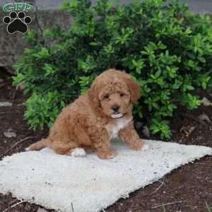Hope, Havapoo Puppy