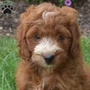 Hope – Mini, Irish Doodle Puppy