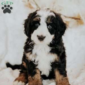 Hope, Mini Bernedoodle Puppy