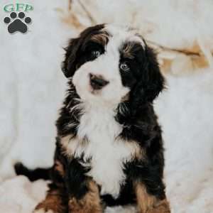 Hope, Mini Bernedoodle Puppy
