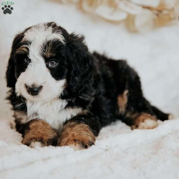 Hope, Mini Bernedoodle Puppy