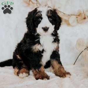Hope, Mini Bernedoodle Puppy