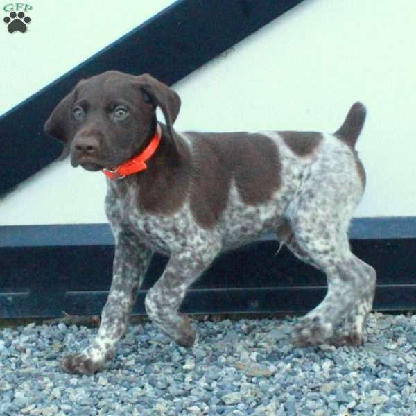 Hopper, German Shorthaired Pointer Puppy