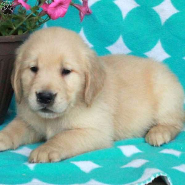 Hopper, Golden Retriever Puppy