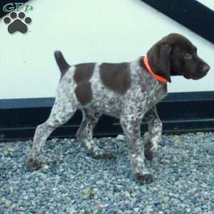 Hopper, German Shorthaired Pointer Puppy