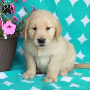 Hopper, Golden Retriever Puppy