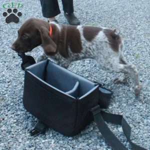Hopper, German Shorthaired Pointer Puppy