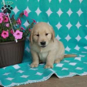 Hopper, Golden Retriever Puppy