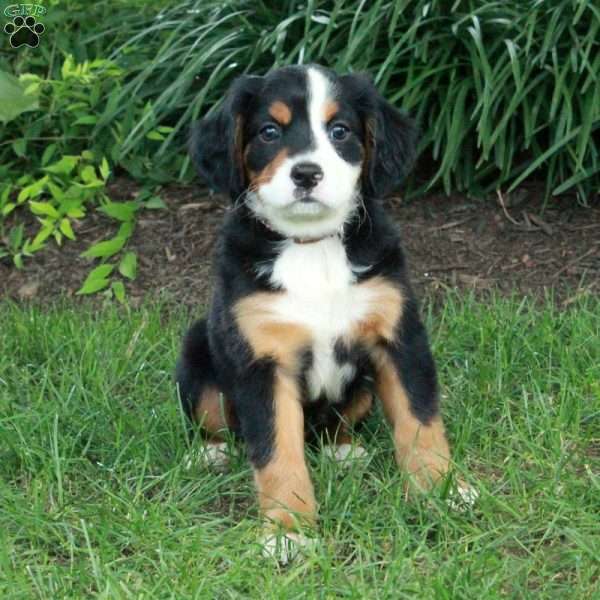 Huckleberry, Miniature Bernese Mountain Dog Puppy