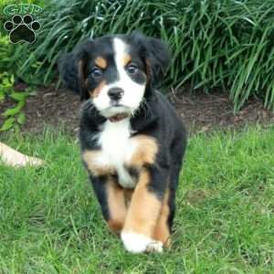 Huckleberry, Miniature Bernese Mountain Dog Puppy