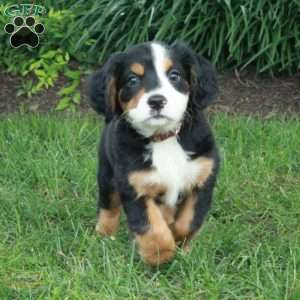 Huckleberry, Miniature Bernese Mountain Dog Puppy